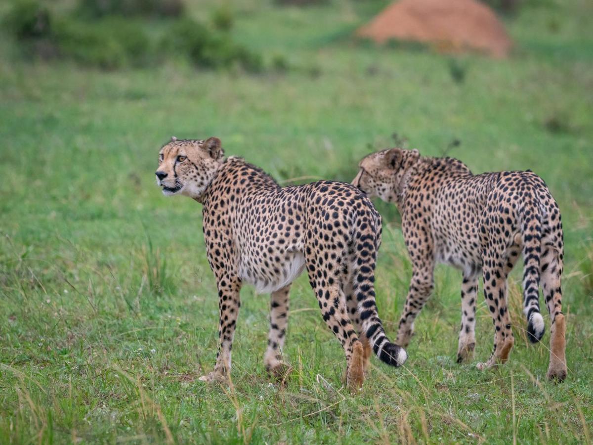 Sofala Lodge โมโคเพน ภายนอก รูปภาพ